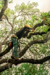 Man trimming tree branches as part of firescaping services to reduce ladder fuels and improve defensible space